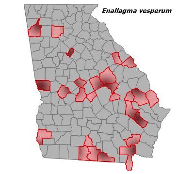 Enallagma vesperum
(Vesper Bluet) Enallagma vesperum
(Vesper Bluet)